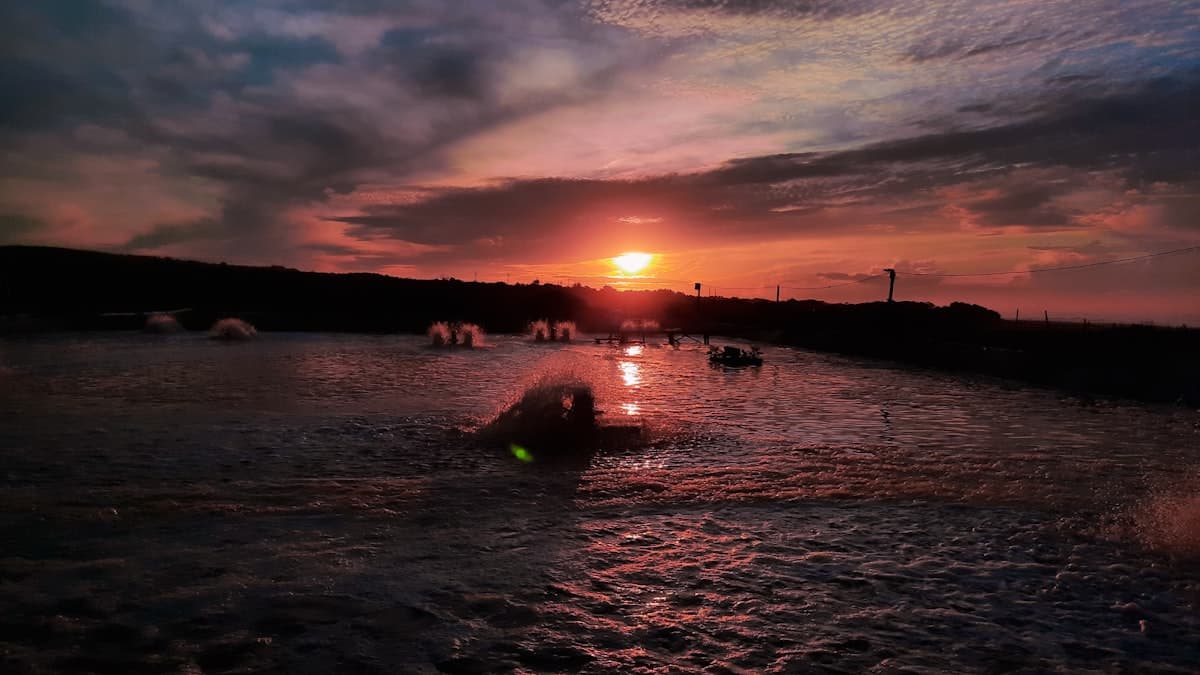Trang trại tôm Bạc Liêu